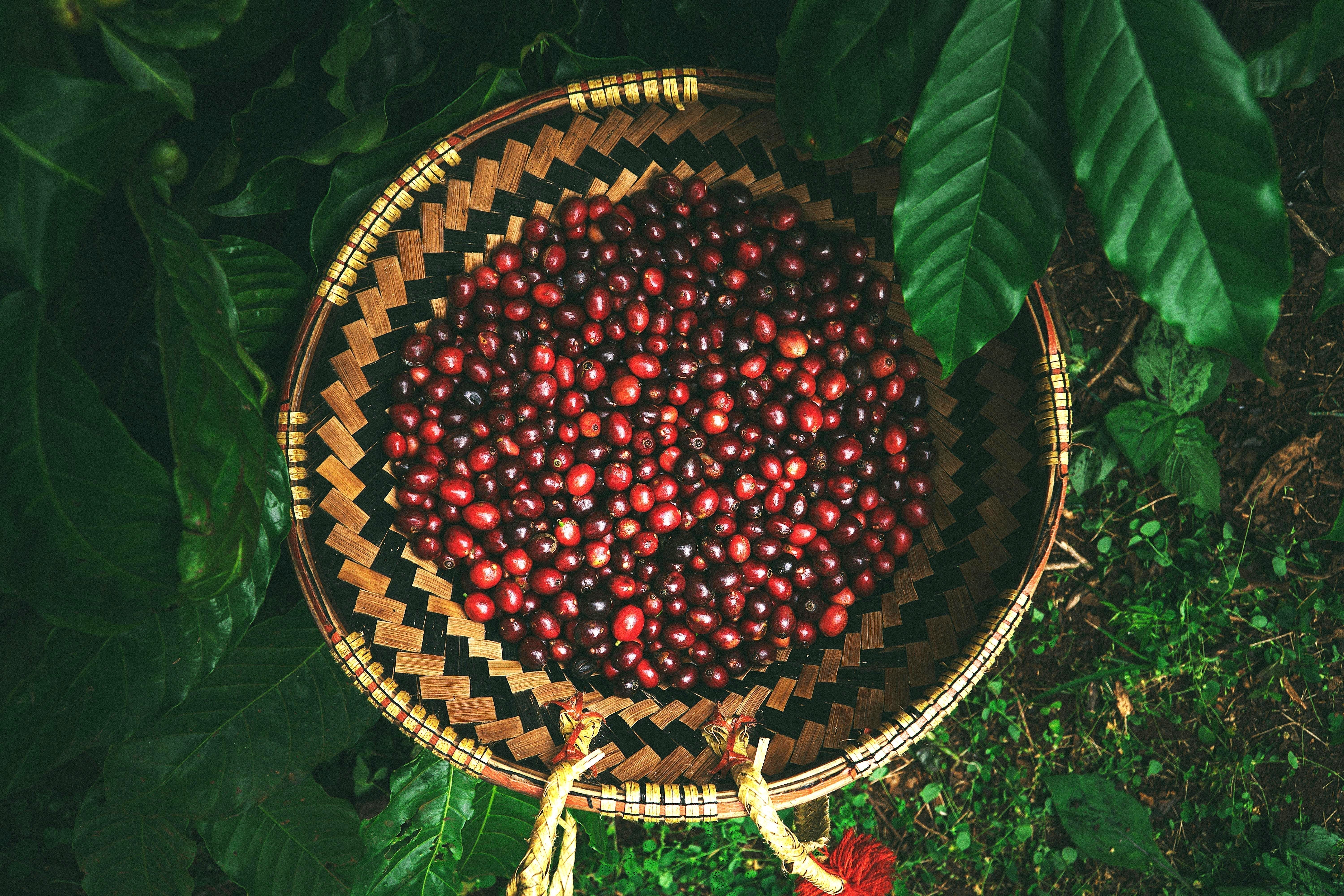 Guide to Coffee Terminology